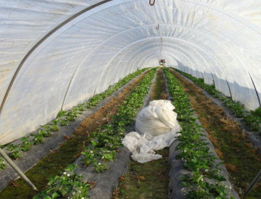 Aardbeientelers spreiden productie en zo ook het risico