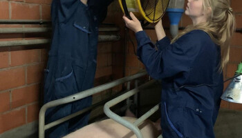 UGent en ILVO lanceren hitteplan voor varkens: Simpele ingrepen met groot resultaat