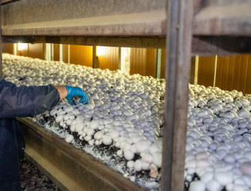 Flexi-jobs definitief niet toegelaten in de land- en tuinbouwsector