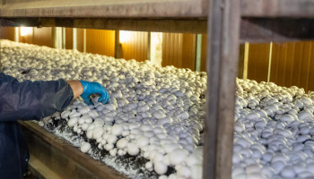 Flexi-jobs definitief niet toegelaten in de land- en tuinbouwsector