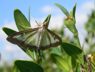 Schadelijke exoten liften mee bij import van plantgoed