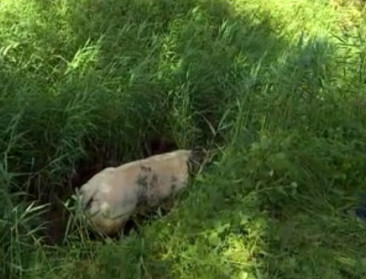 Koeien slaan op de vlucht voor everzwijnen