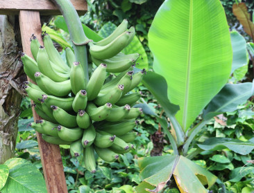 Nieuwe bananenvariant ontwikkeld die resistent is tegen Panamaziekte