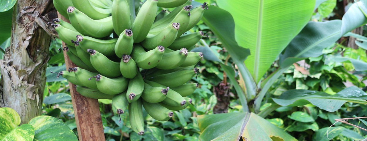 bananenboom