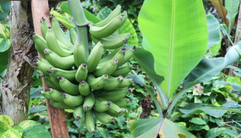 Nieuwe bananenvariant ontwikkeld die resistent is tegen Panamaziekte