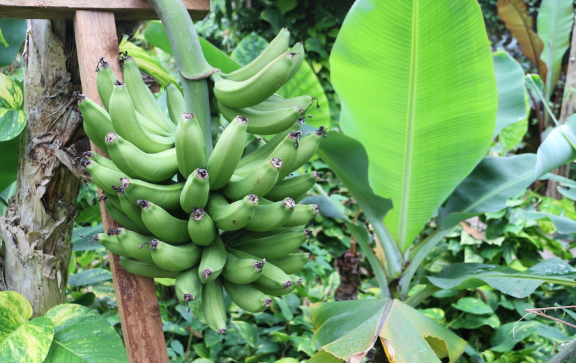 Nieuwe bananenvariant ontwikkeld die resistent is tegen Panamaziekte