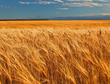 Exportheffing moet Russisch graan op eigen markt houden