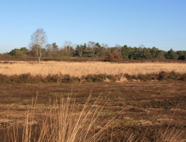 Krijgt plagsel zijn oude landbouwkundige waarde terug?