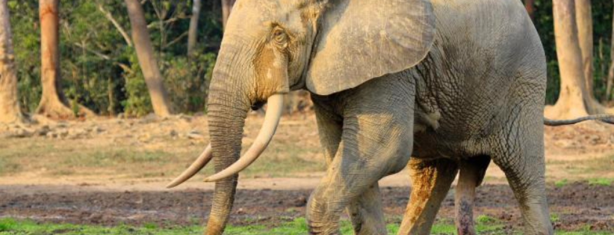 Bosolifant_WWF