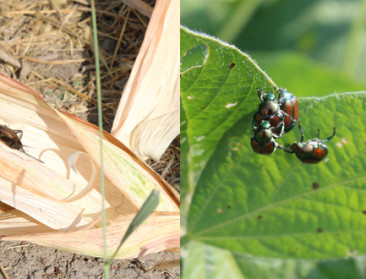 Statistisch zou er wat schorten aan insectenstudie