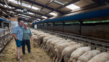Beste boerderijkazenmaker van de wereld: “Vlaanderen was niet rijp voor een schapenbedrijf met eigen verwerking”