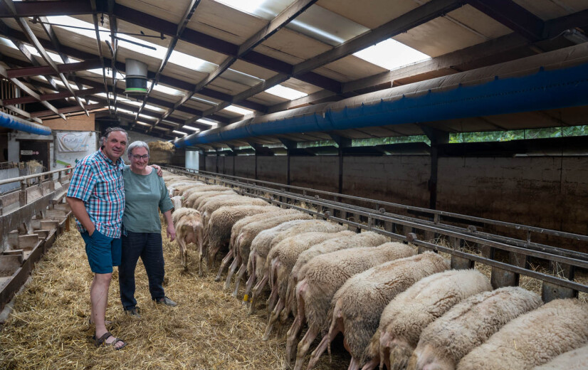 Beste boerderijkazenmaker van de wereld: “Vlaanderen was niet rijp voor een schapenbedrijf met eigen verwerking”