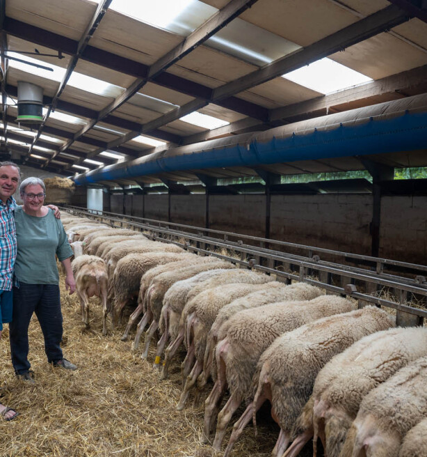 Beste boerderijkazenmaker van de wereld: “Vlaanderen was niet rijp voor een schapenbedrijf met eigen verwerking”