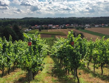 Belgische wijnboeren oogsten recordopbrengst