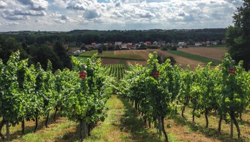 "Groeiende wijnsector mogelijk alternatief voor land-en tuinbouwers”