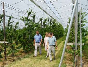 Overkappen hoort bij professionaliseren van kersenteelt