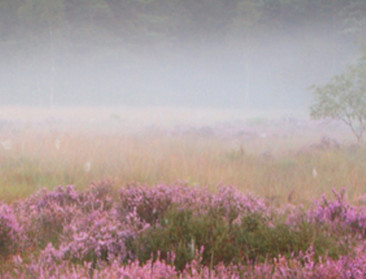Reddingsoperatie voor Limburgs veen