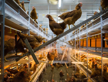 Weyts wil welzijn van legkippen in kaart brengen