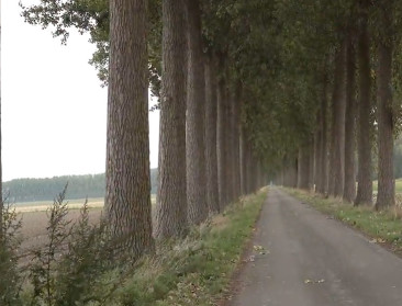Bucolische bomenrij in Hedwigepolder verdwijnt voorgoed