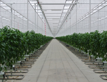 Doordacht omschakelen in glastuinbouw dankzij VLIF