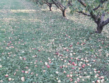 Korte hagelbui richt ravage aan in zuiden van Frankrijk