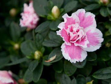 PlattelandsTV zet bloemetjes buiten in Oost-Vlaanderen
