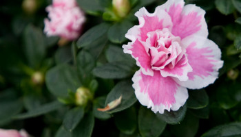 Honderdduizenden azalea’s verkocht bij actie van Kom op tegen Kanker