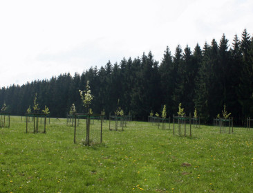Campagne moet Vlamingen aanzetten om 4.000 hectare bos te planten