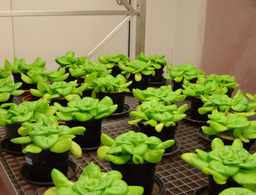 Versnellen fotosynthese kan plantenveredeling omtoveren