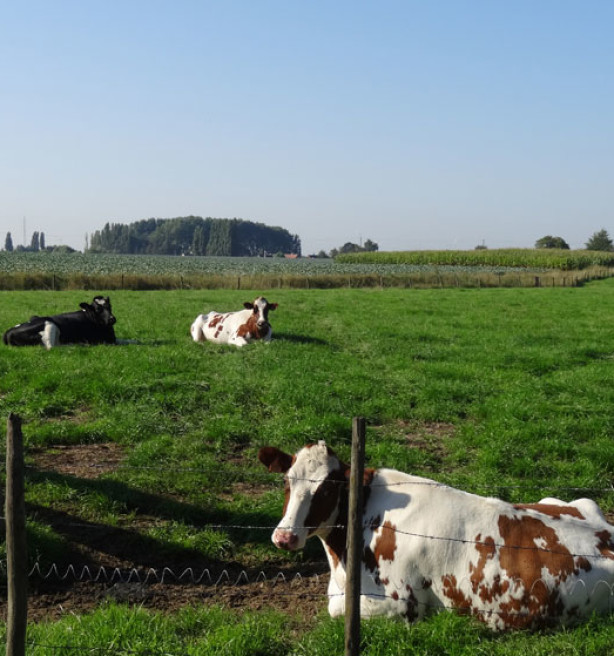 Vlaamse regering voorstander van Europese natuurherstelwet, mits bijsturingen