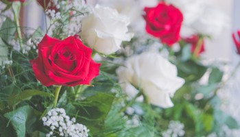 Roos blijft populair voor Valentijn, maar teelt staat onder druk