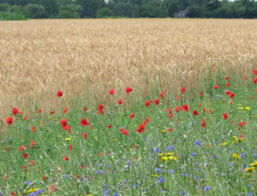 Oost-Vlaanderen moedigt inzaai bloemenmengsels aan