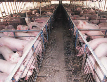 Vleesoverschot op de Amerikaanse markt