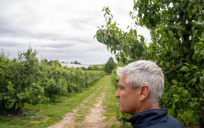 Goede prognoses, maar Vlaamse hardfruitteler waarschuwt voor greep van megahandelaars