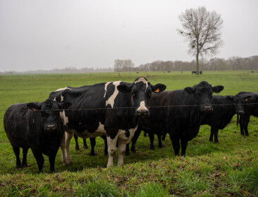 Limburgse melkveehouder buigt natuurdruk om in zijn voordeel