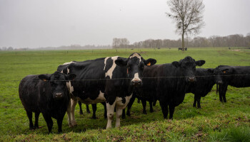 Limburgse melkveehouder buigt natuurdruk om in zijn voordeel