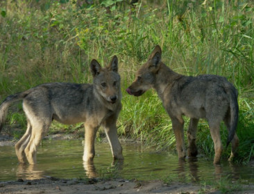 EU-lidstaten akkoord om bescherming van wolven te versoepelen