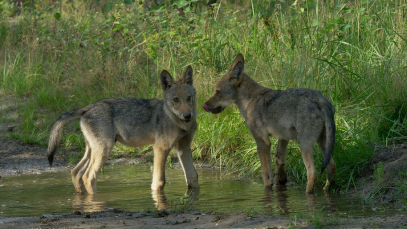 Wolf Cees Van Kempen WelkomWolf