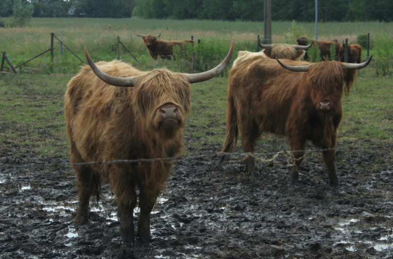 Schotse Hooglanders modder-klein