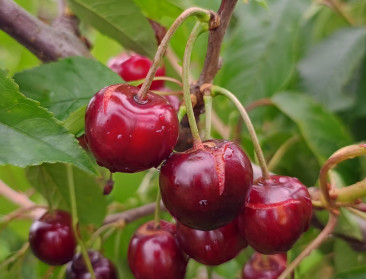 Vroege kersenteelt valt letterlijk en figuurlijk in het water