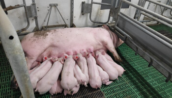 Toomuniformiteit: onderzoek wijst de weg naar sterkere biggen en minder uitval