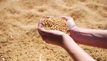 EU viseert soja bij vergeldingsmaatregelen tegen importheffingen VS, maar pas vanaf december
