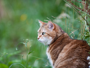 WHO vraagt waakzaamheid na uitbraak vogelgriep bij katten in Polen