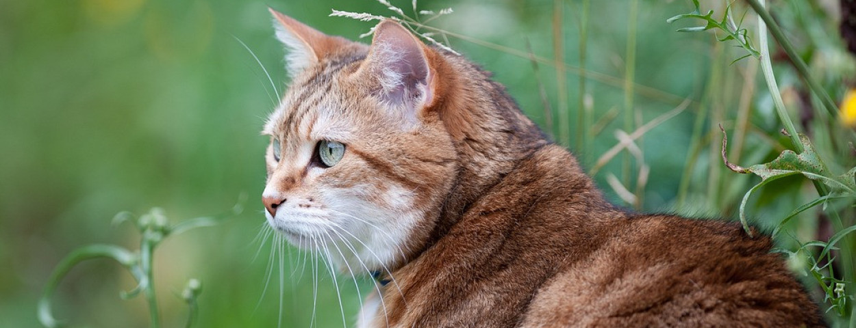 kat natuur poes