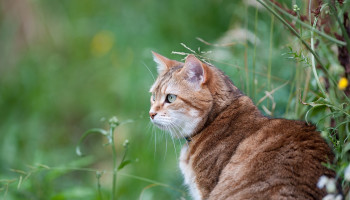 WHO vraagt waakzaamheid na uitbraak vogelgriep bij katten in Polen