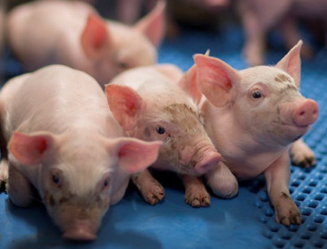 ILVO: Vlaamse varkenshouderij één van klimaatvriendelijkste in Europa