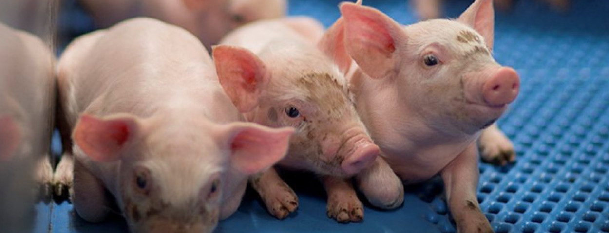 efficiëntie in de stal varkens_Inagro