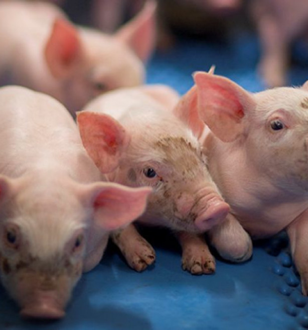 Inschrijving vrijwillige stopzettingsregeling voor varkensbedrijven van start