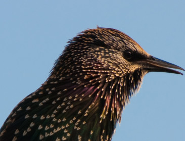 "Spreeuw moet beter beschermd worden"