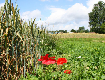 Opinie: "Vervang hectaresteun in GLB door gerichte steun voor klimaat en milieu"